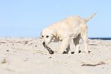 GOLDEN RETRIEVER 472
